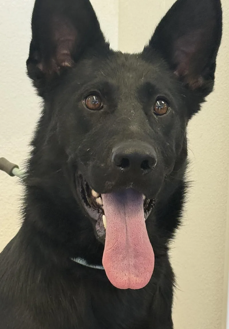 A young large-sized female Black German Shepherd Dog dog named Nox for adoption in Greeley, CO
