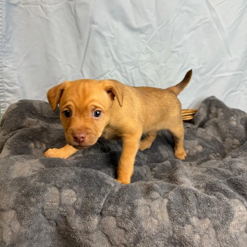 A baby small-sized female Yellow / Tan / Blond / Fawn Terrier dog named Sunday for adoption in Fresno, CA