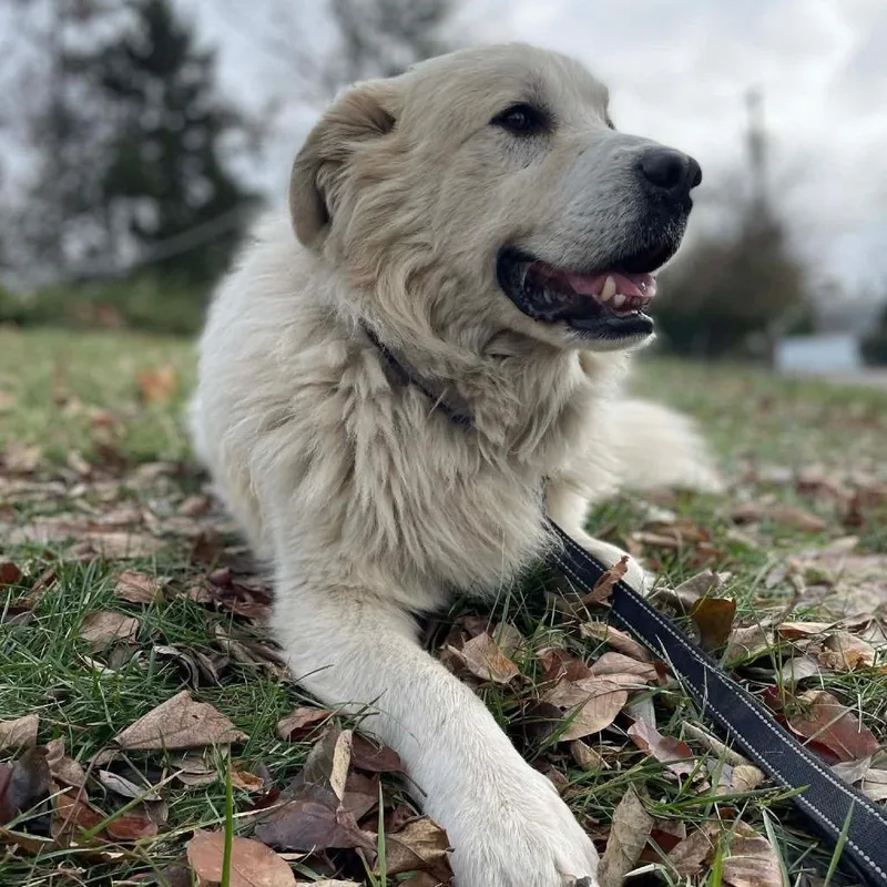 An adult large-sized male White / Cream Great Pyrenees dog named Buddy for adoption in St. Clair, MO