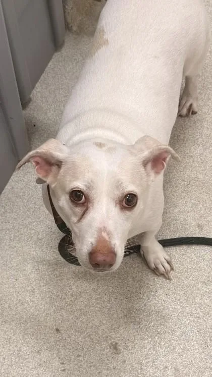 An adult medium-sized female Terrier dog named Radar for adoption in Honolulu, HI