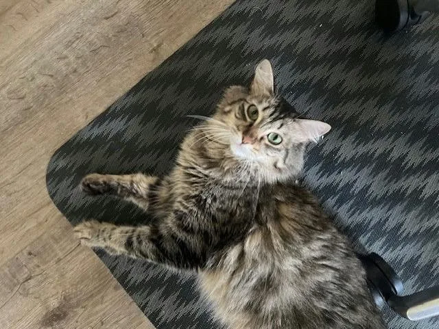 A young medium-sized female Domestic Medium Hair cat named Fish N Chips for adoption in Denton, TX