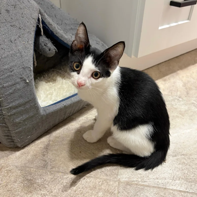 A baby medium-sized male Black Domestic Short Hair cat named Pugsly for adoption in Moriches, NY
