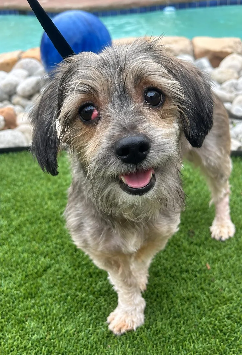 A young small-sized male Schnauzer dog named Amos for adoption in Dallas, TX