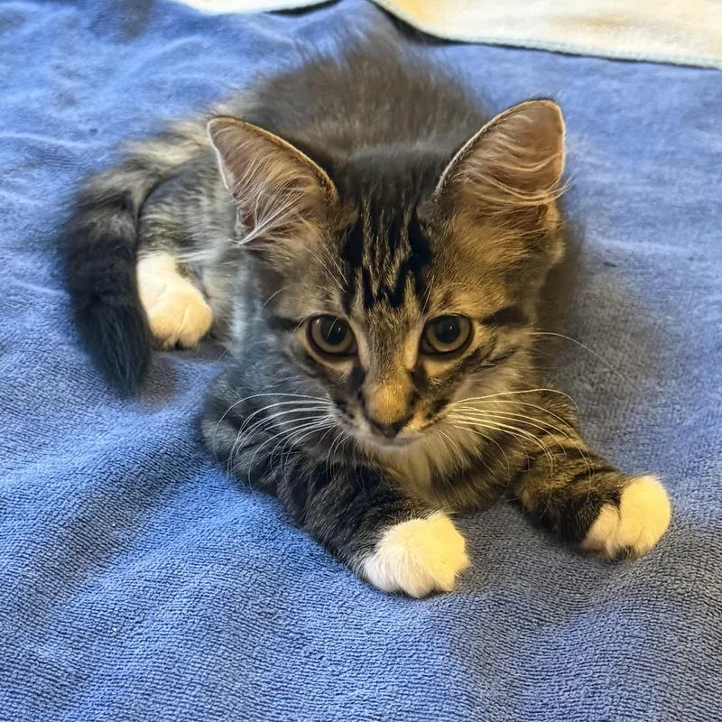 Carl