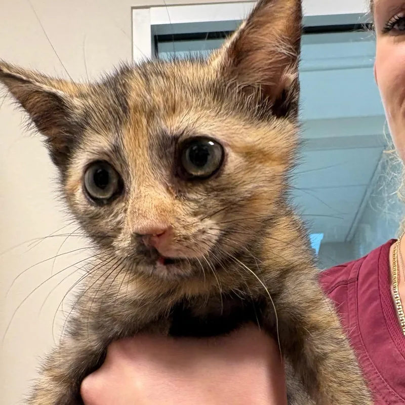 A baby small-sized female Black Domestic Short Hair cat named Bambi for adoption in Englewood, FL