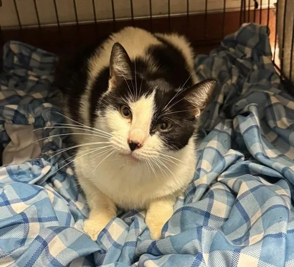 An adult small-sized female Domestic Short Hair cat named Patty for adoption in Dublin, CA