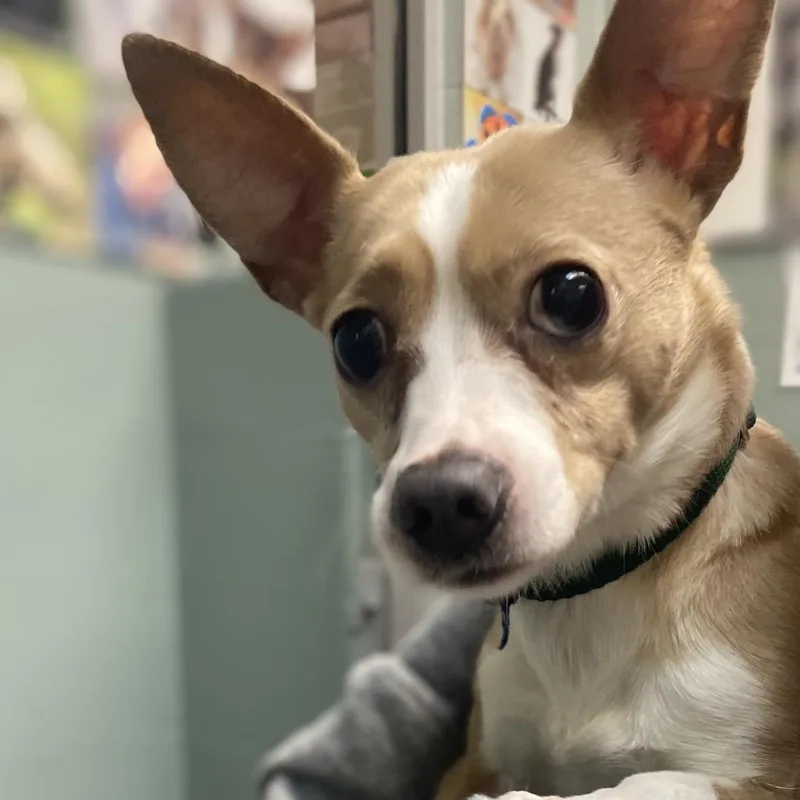 An adult small-sized female Yellow / Tan / Blond / Fawn Mixed Breed dog named Napkin for adoption in Asheville, NC