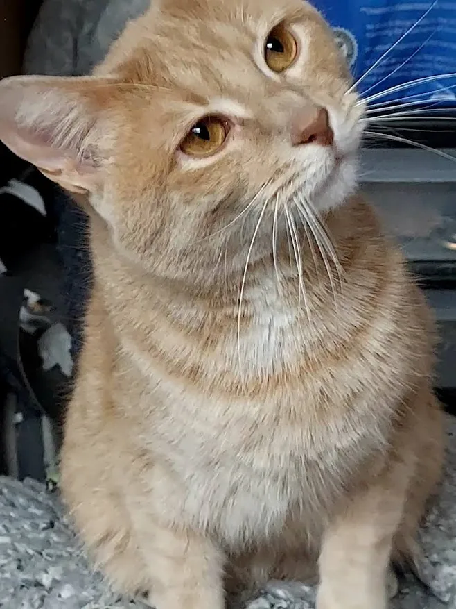 Scarlett thumbnail 2