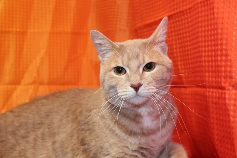 Scarlett thumbnail 3