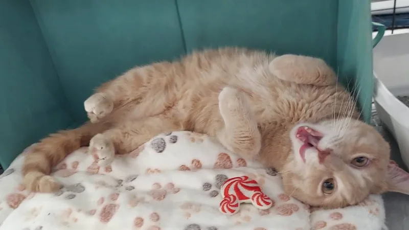 Scarlett thumbnail 4