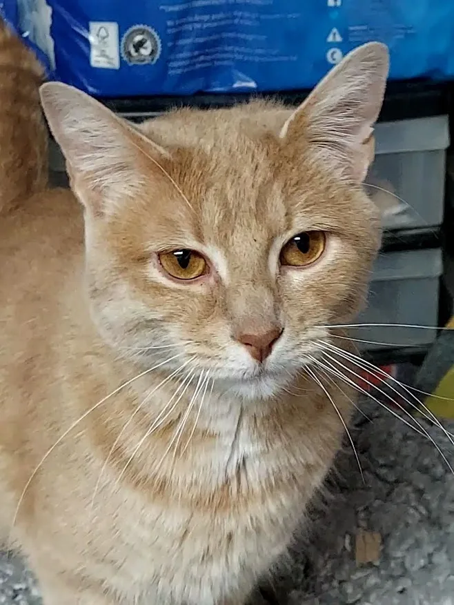 Scarlett thumbnail 5