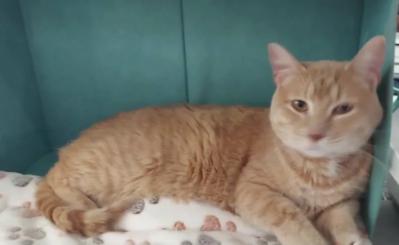 Scarlett thumbnail 6