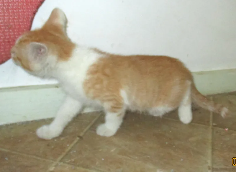 A baby medium-sized female Orange & White American Shorthair cat named Gracie for adoption in Troutman, NC