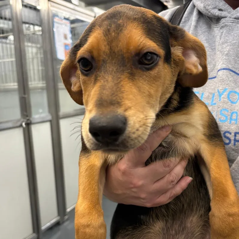 A baby small-sized male Black Hound dog named Max for adoption in Allentown, PA