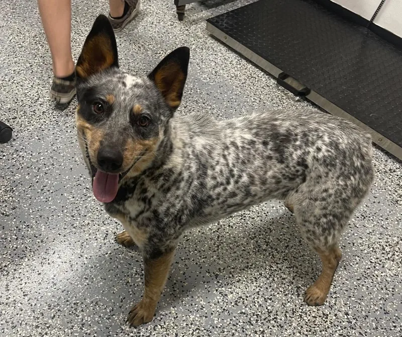 An adult medium-sized male Mixed Breed dog named Colt for adoption in Seven Points, TX