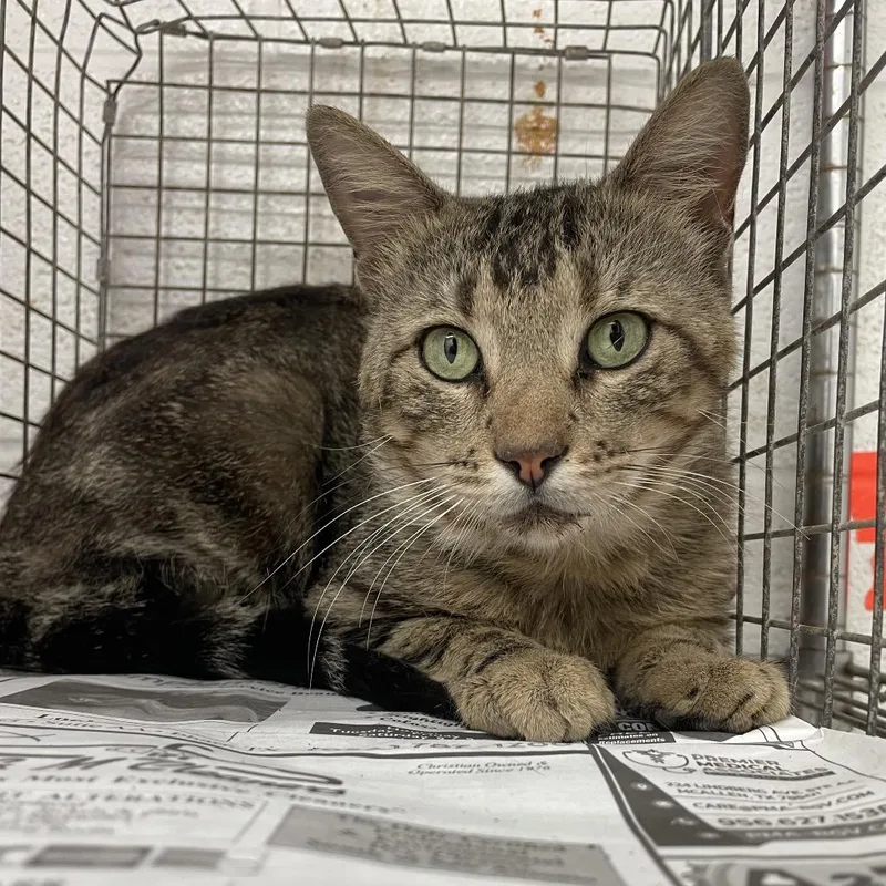 Cornelius thumbnail 2