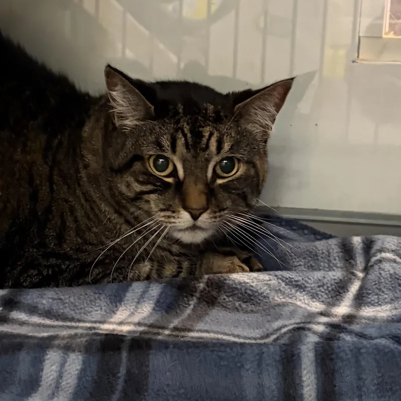 An adult large-sized male Tabby (Brown / Chocolate) Domestic Short Hair cat named Muta for adoption in Southold, NY