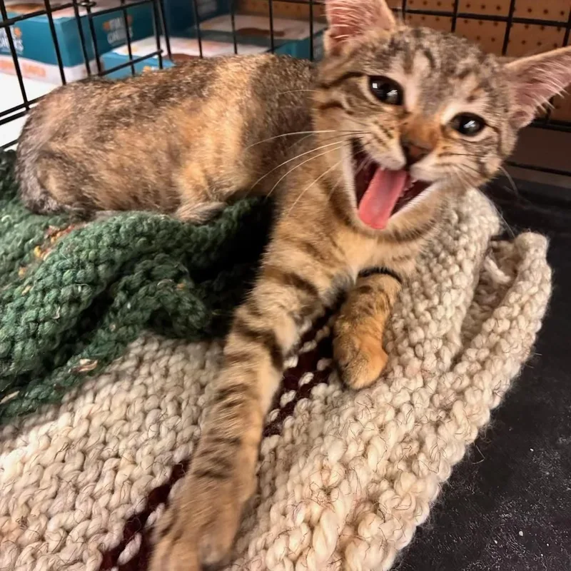 A baby small-sized female Tabby (Brown / Chocolate) Tabby cat named Dolly  Kuykendahl Petsmart for adoption in Spring, TX