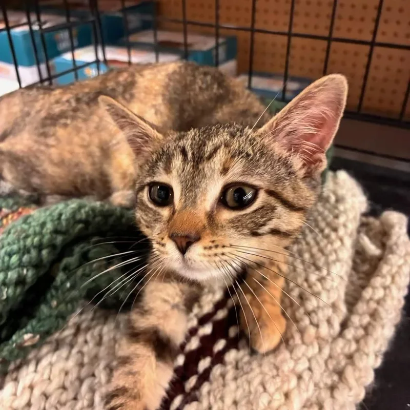Dolly  Kuykendahl Petsmart thumbnail 2