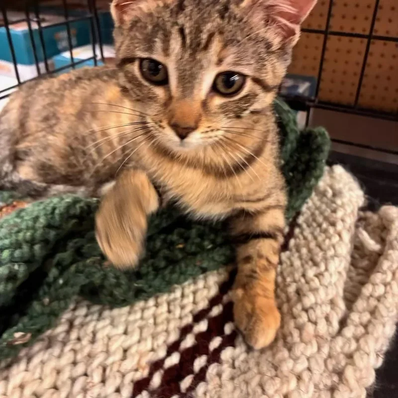 Dolly  Kuykendahl Petsmart thumbnail 3