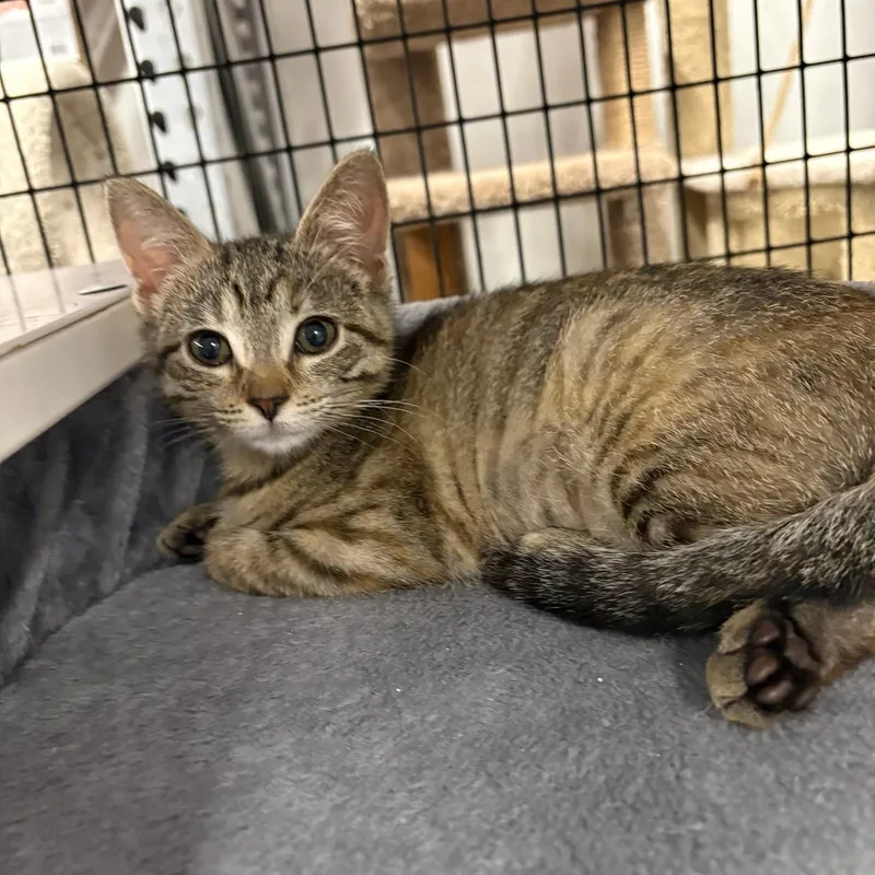 Dolly  Kuykendahl Petsmart thumbnail 4