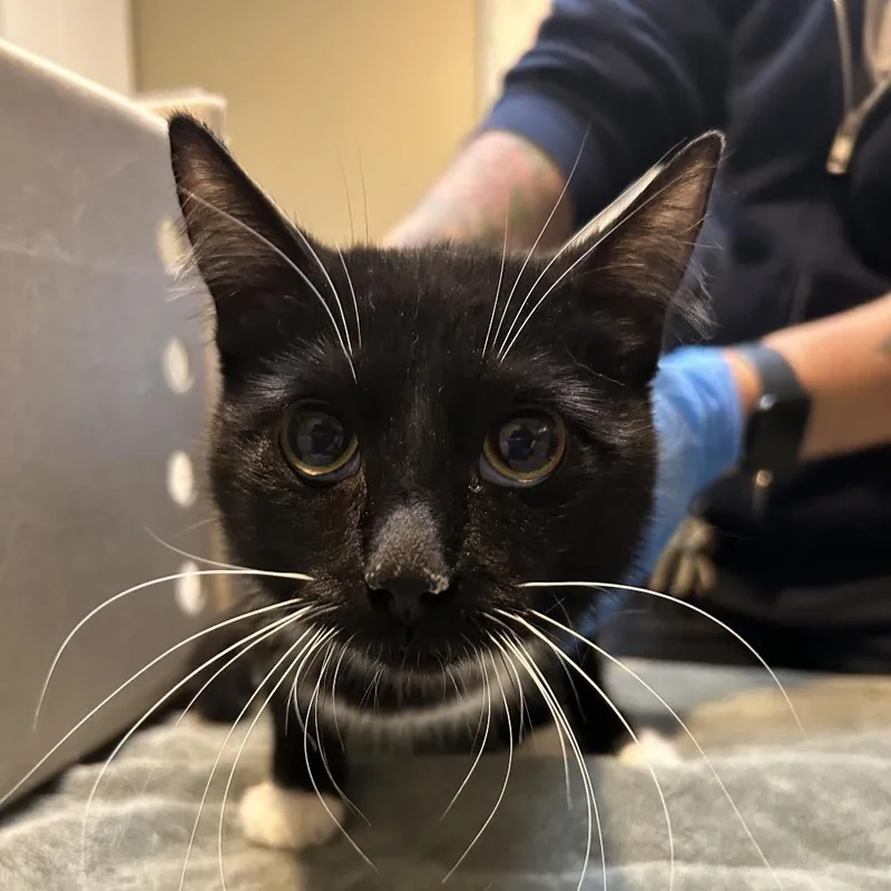 A young medium-sized female Black Domestic Short Hair cat named Sashimi for adoption in Ojai, CA
