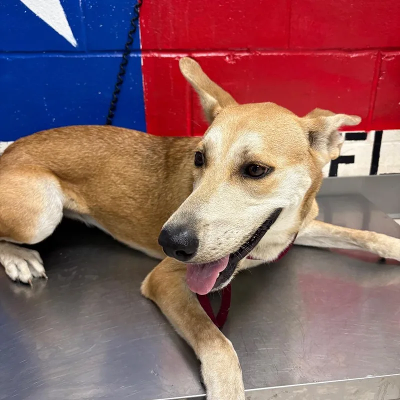 A young medium-sized female Brown / Chocolate Mixed Breed dog named Laurel for adoption in Lufkin, TX
