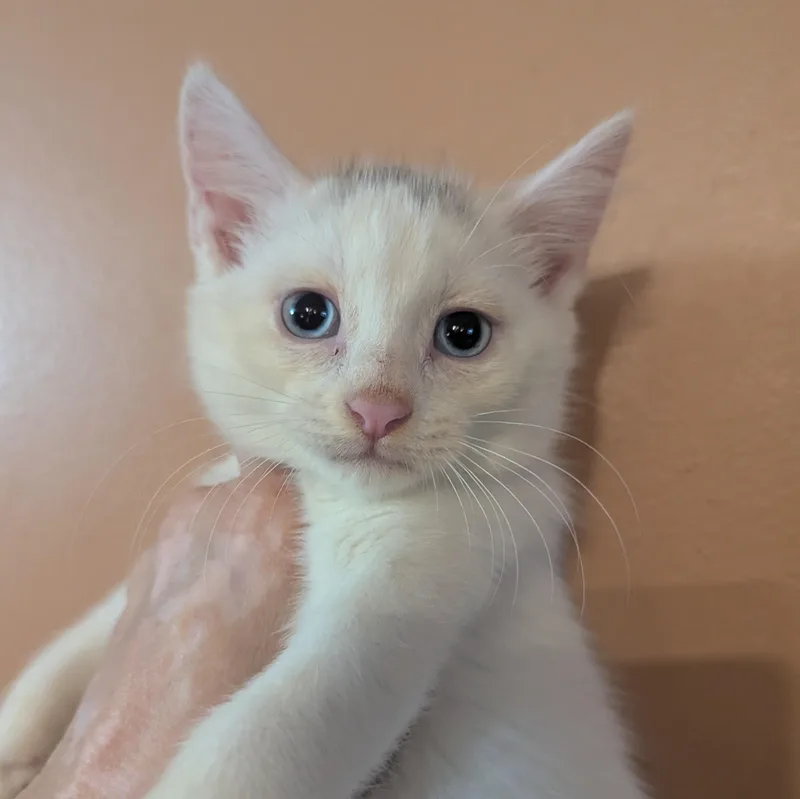 A young medium-sized male White Domestic Short Hair cat named Twizzler for adoption in East Hartford , CT