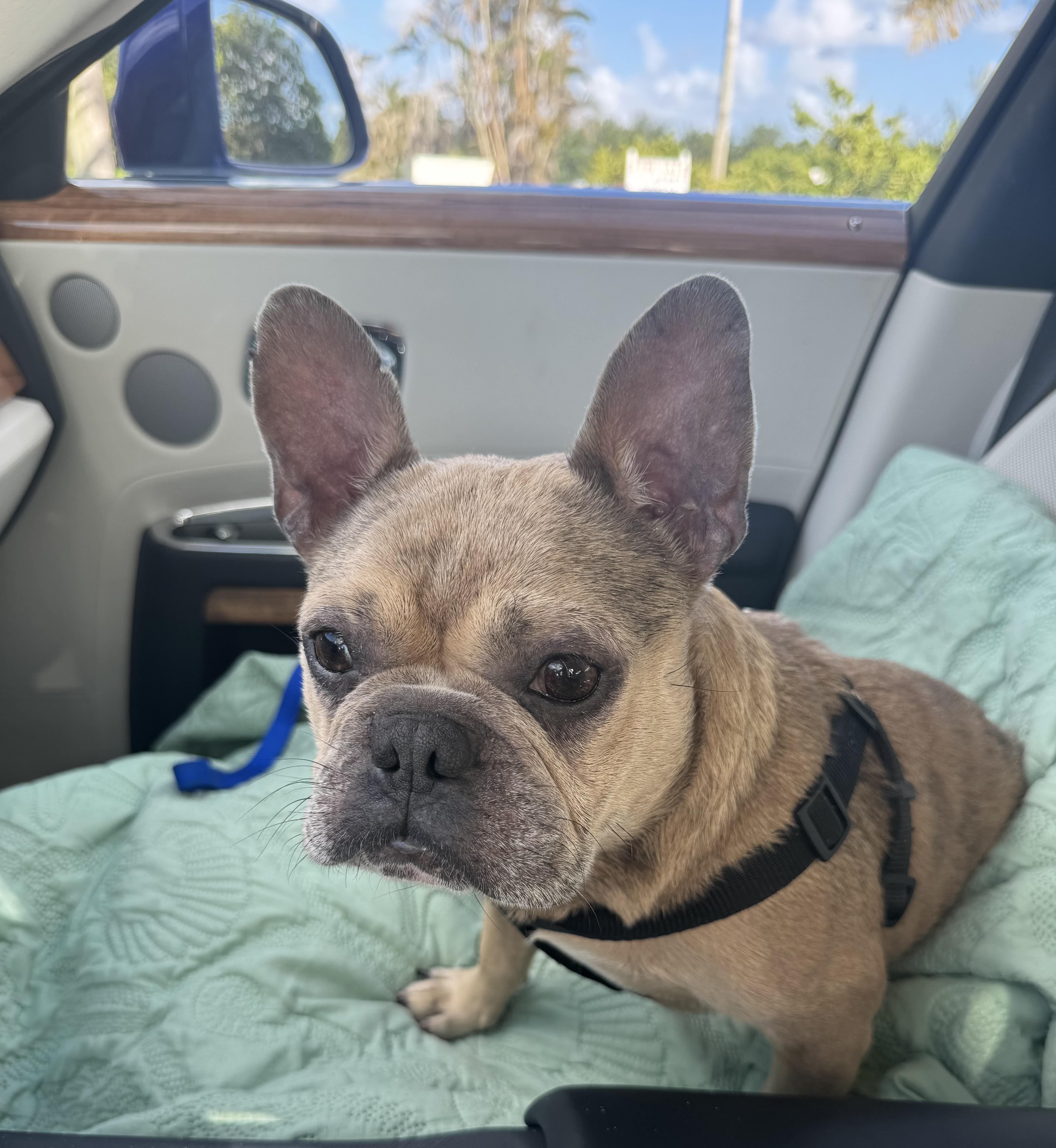 A young small-sized male Merle (Red) French Bulldog dog named Cricket for adoption in Lake Worth, FL