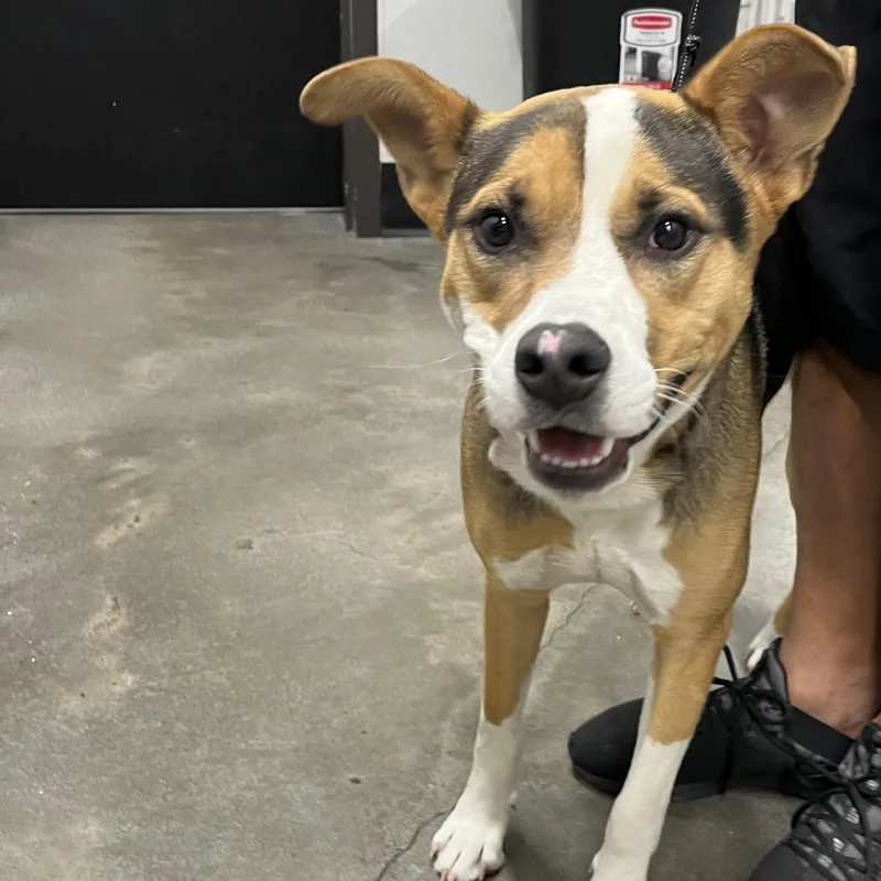 A young medium-sized male Brown / Chocolate Terrier dog named Epic for adoption in Tampa, FL