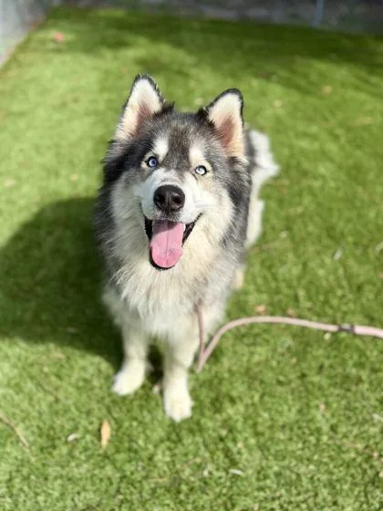 An adult large-sized male Alaskan Malamute dog named Gus for adoption in Daytona Beach, FL