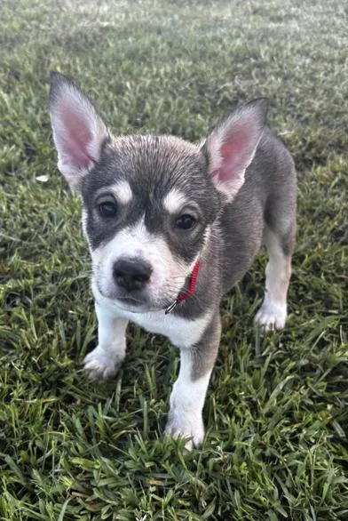 A baby medium-sized male Black Siberian Husky dog named Romeo for adoption in Liverpool, TX