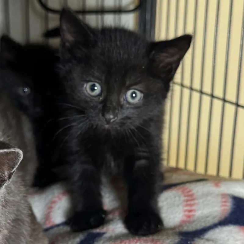 A baby medium-sized male Domestic Short Hair cat named Sallem for adoption in Saginaw, MI