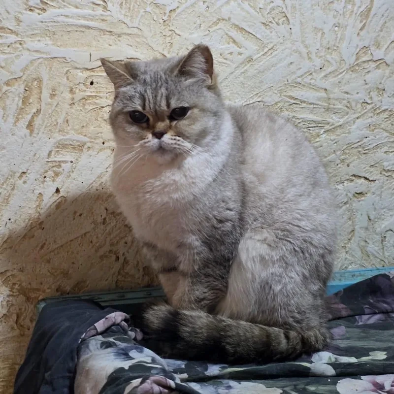 Kasya