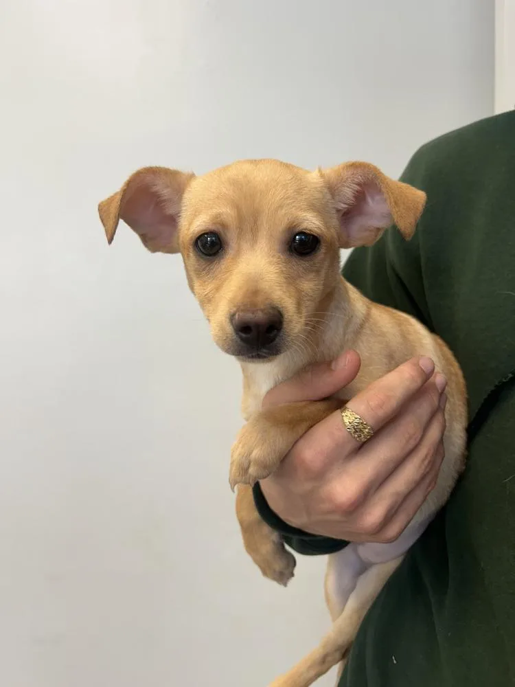 A young small-sized male Brown / Chocolate Chihuahua dog named Jose for adoption in Ontario, CA