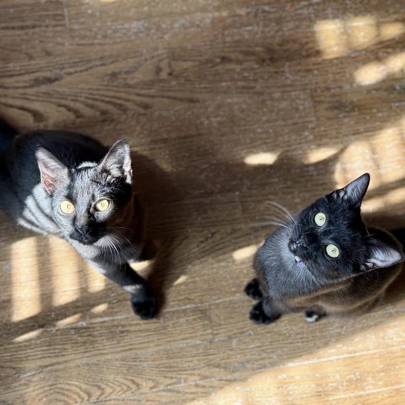 A young small-sized female Black Domestic Short Hair cat named Ladybug for adoption in Los Angeles, CA