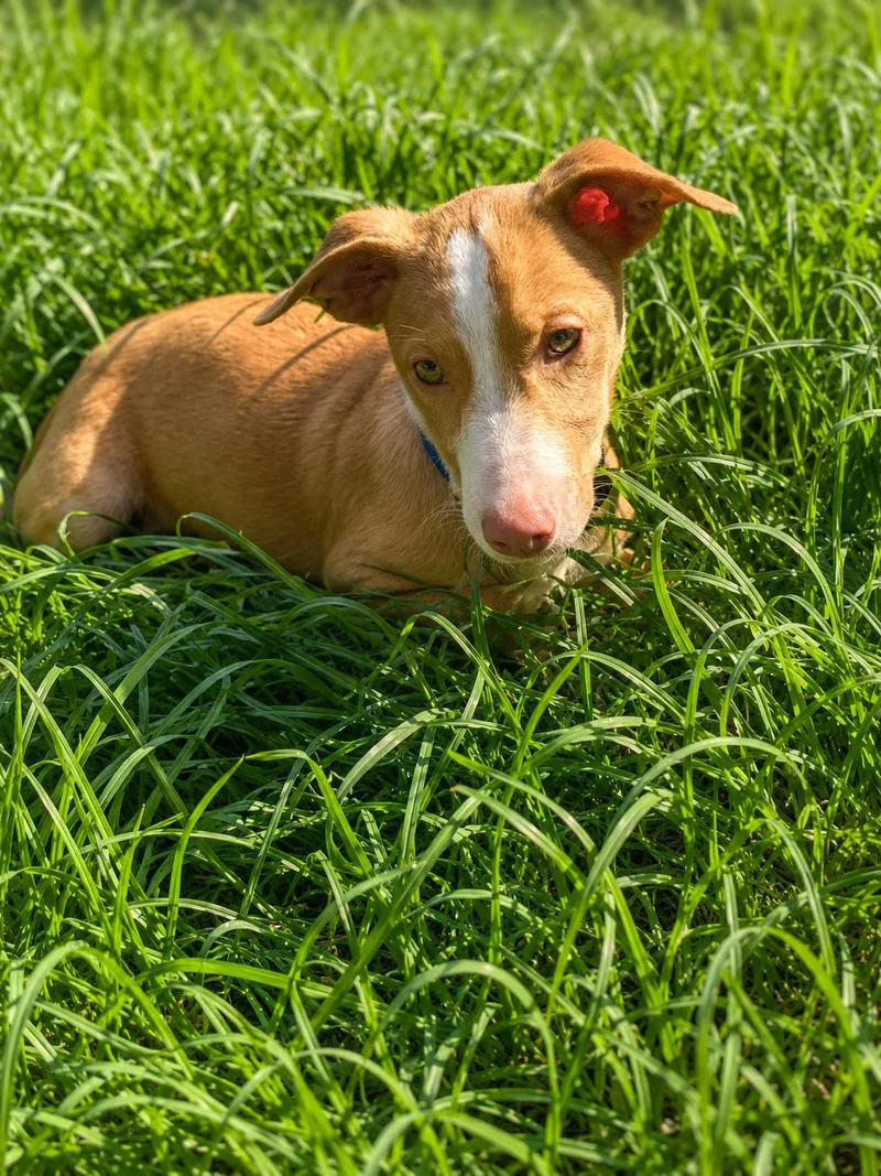 An adult medium-sized male Corgi dog named Sailor for adoption in Nashville, TN
