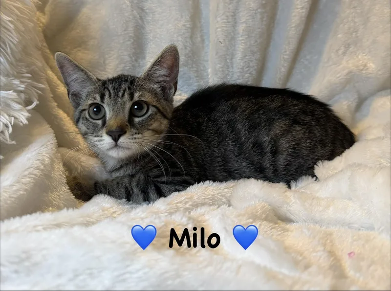 A baby medium-sized male Tabby (Brown / Chocolate) Tabby cat named Milo for adoption in Copley, OH