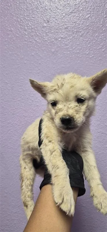 A baby small-sized male White / Cream Siberian Husky dog named Wonton for adoption in El Paso, TX