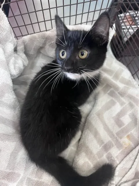 A baby small-sized male Domestic Short Hair cat named Butler for adoption in San Bernardino, CA