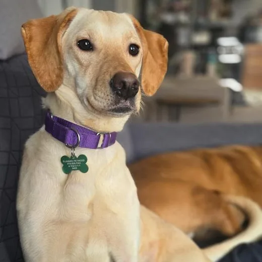 An adult medium-sized female Mixed Breed dog named Vanilla for adoption in Toledo, OH