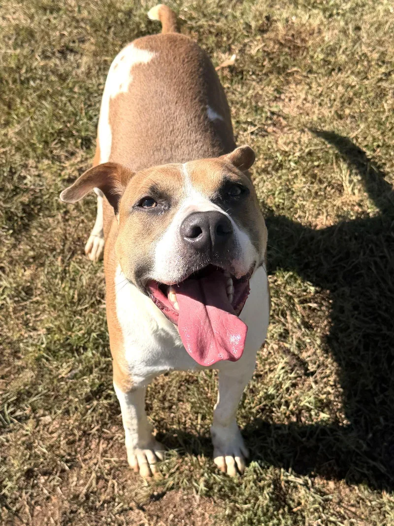 Champion thumbnail 2