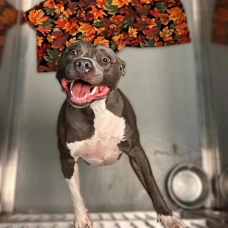 An adult medium-sized female Mixed Breed dog named Swiper No Swiping for adoption in Davenport, IA