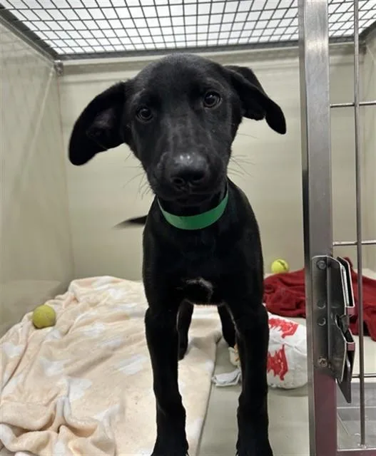 A baby large-sized male Labrador Retriever dog named Bbq Ranch for adoption in Mesa, AZ