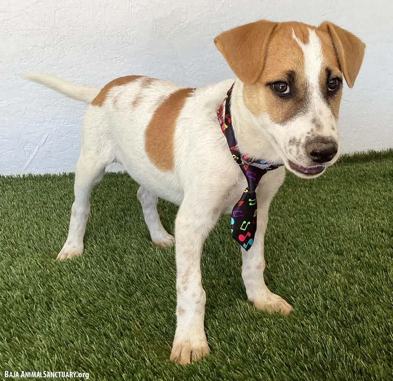 A baby medium-sized male White / Cream Jack Russell Terrier dog named Mitchell for adoption in San Diego, CA