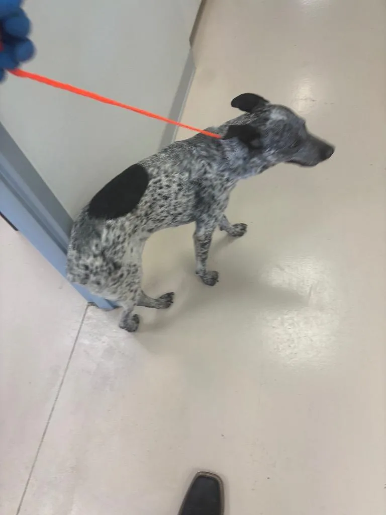 An adult medium-sized female Australian Cattle Dog / Blue Heeler dog named Bluey for adoption in Belton, TX