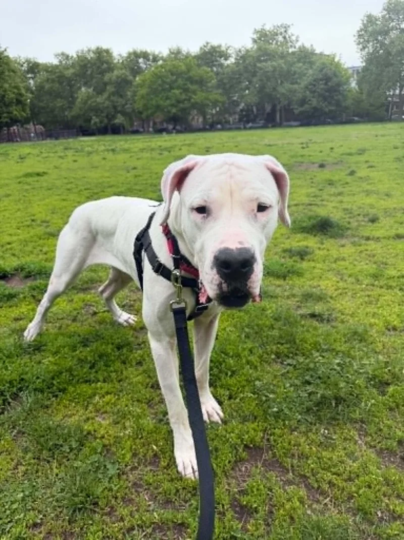 An adult large-sized female White / Cream Dogo Argentino dog named Crash for adoption in New York, NY