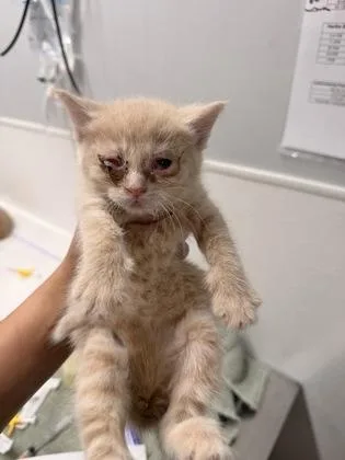 A baby small-sized female Domestic Short Hair cat named Tumeric for adoption in West Chester, PA