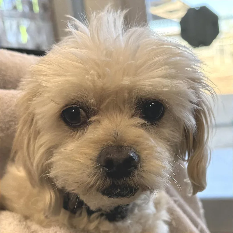 An adult small-sized male White / Cream Mixed Breed dog named Codie for adoption in Las Cruces, NM