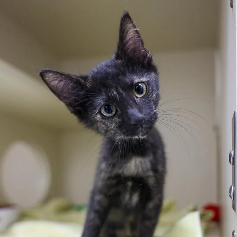 A baby small-sized female Torbie Domestic Short Hair cat named Adeline for adoption in Bradenton, FL